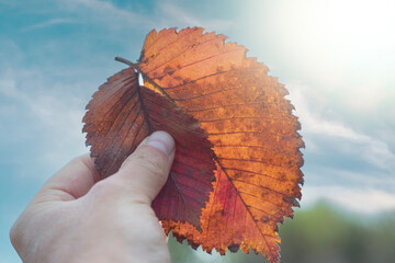 A heart made of autumn leaves held by a hand against the sky. Conceptual photo to love autumn. 