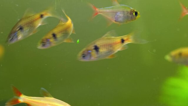 A flock of Barbus fish. Bright fish swim in the aquarium. Barbs close up.
