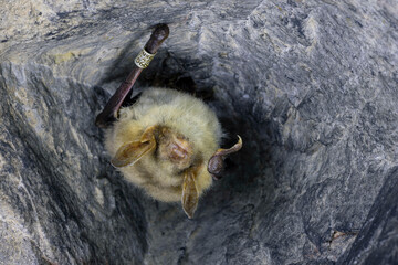 Close up strange animal Greater mouse-eared bat Myotis myotis hanging upside down in the hole of...