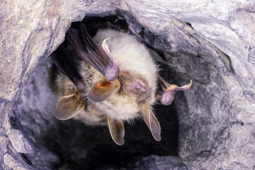 Close up two strange animals Greater mouse-eared bats Myotis myotis hanging upside down in the hole of the cave and hibernating. Wildlife photography.