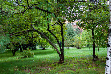 Leisure park area with trees and lawn after rain