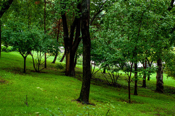 Fototapeta na wymiar Leisure park area with trees and lawn after rain