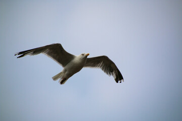 A Herring Gull in flight over Llandudno