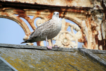 A close up of a Herring Gull