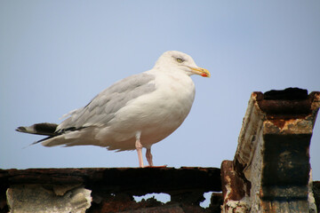A close up of a Herring Gull