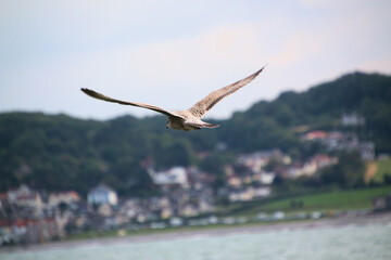 A Herring Gull in flight over Llandudno
