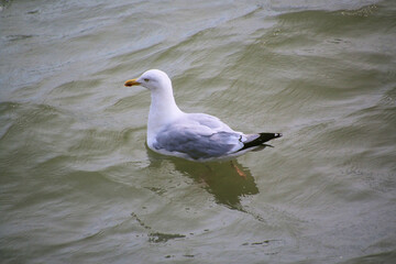 A close up of a Herring Gull