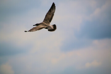 A Herring Gull in flight over Llandudno
