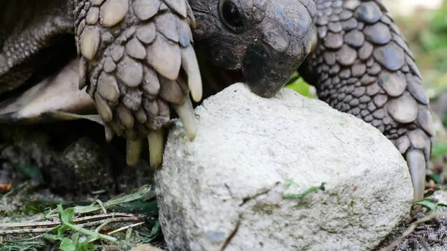 Eastern Hermann's tortoise, European terrestrial turtle, Testudo hermanni boettgeri, turtle on the lawn in nature
