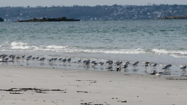 Groupe de bécasseaux Sanderling sur une plage en Bretagne-Compilation 4K