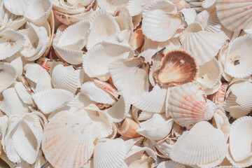Background texture wallpaper picture of a bunch of seashells in summer.
