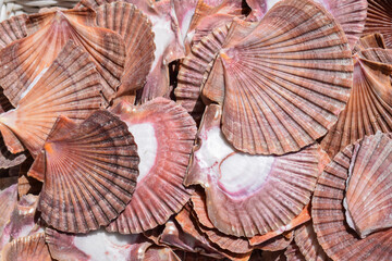 Background texture wallpaper picture of a bunch of brown and purple flat seashells in summer. - Powered by Adobe