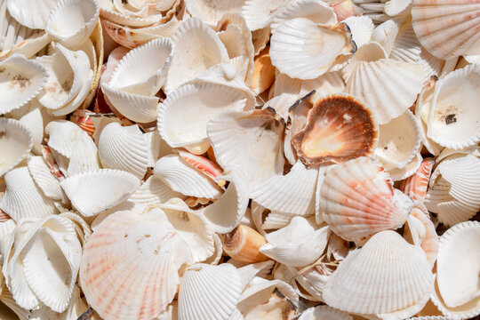 Background texture wallpaper picture of a bunch of white seashells in summer.