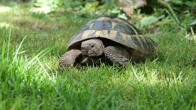 Eastern Hermann's tortoise, European terrestrial turtle, Testudo hermanni boettgeri, turtle on the lawn in nature