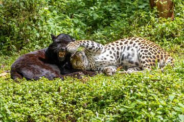 Indochinese black leopard with spotted leopard (Panthera pardus delacouri) is playing together in tropical nature