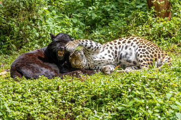 Indochinese black leopard with spotted leopard (Panthera pardus delacouri) is playing together in...