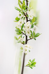 Branch of a blossoming apple tree on a white background with motion blur effect.