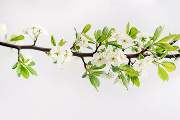 Branch of a blooming apple tree on a white background.