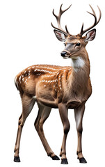04 deer