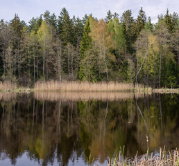 Reflection of the forest on the water surface of the lake in spring.