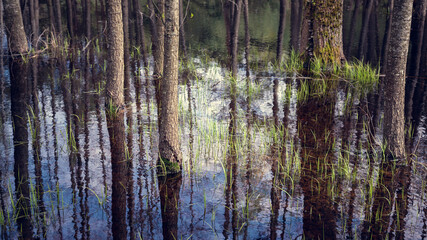 Tree Trunk Reflections in Flooded Spring Landscape &mdash; Calm Water