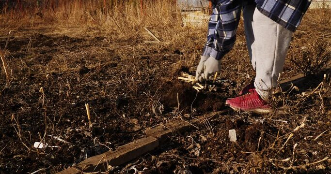 anonymous farmer removing cabbage roots from the ground, uproots plant residues out soil