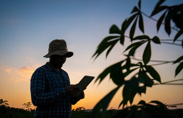 Silhouette of agriculturists or farmers check the growth of the Cassava plants and compare it with the crop data in the tablet.