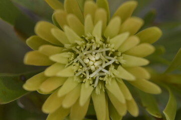 close up of a yellow flower