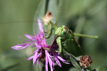 great green bush-cricketm sitting in a alpine meadow