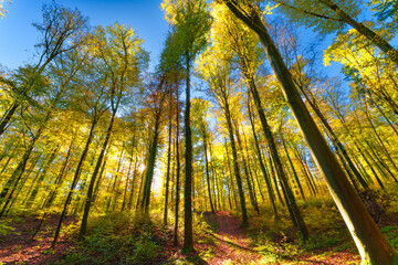 Autumn forest with setting sun shining through leaves and branches. Nature, forestry, Trees,...
