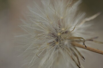 dandelion seed head