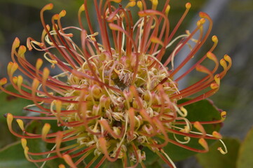 close up of a protea flower