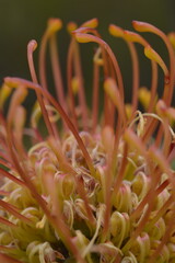 close up of a protea flower