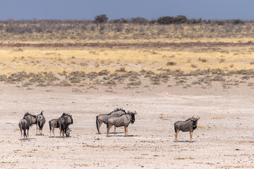 Fototapeta na wymiar Telephoto shot of a herd of blue wildebeest - Connochaetes taurinus- standing across the plains of Etosha national Park, Namibia.
