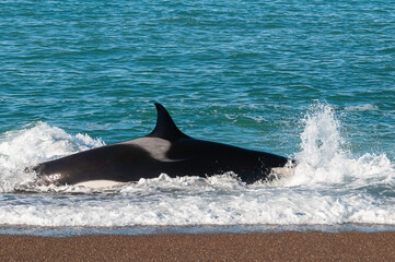 Fototapeta premium Killer Whale, Orca, hunting a sea lions , Peninsula Valdes, Patagonia Argentina