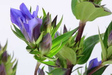 白背景に青紫のリンドウの花