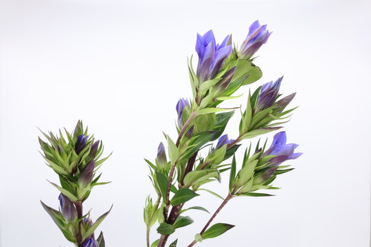 白背景に青紫のリンドウの花