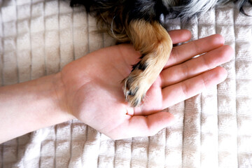 Black chihuahua paw is held by a child's hand on a white blanket