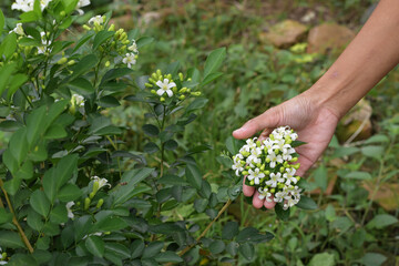 Fototapeta na wymiar White Murraya paniculata flower in the garden, Hand holding Murraya paniculata flower