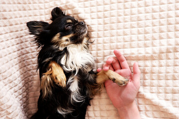 Home pet black chihuahua and child's hand holding paw