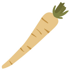 Light Parsnip root vegetable illustration on white background, isolated, no background