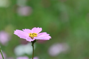 秋の野原に咲くピンクのコスモスの花のアップ