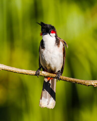 Portrait of a red Whiskered Bulbul bird perching on branch in natural environment 