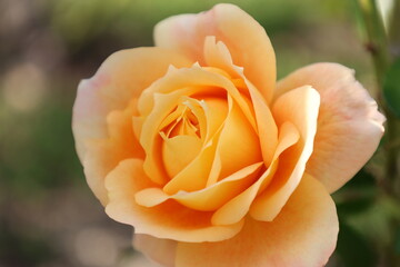 オレンジ色のバラの花のアップ