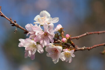 秋に咲くジュウガツザクラの花