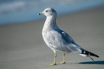 Close up of a gull standing on the beach looking at the ocean