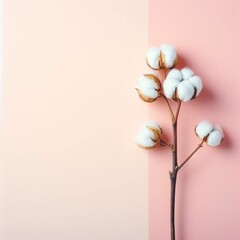 On the right, a cotton stalk on a pastel background. Place for text