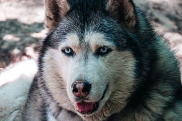 Beautiful Husky dog ​​on the background of the street