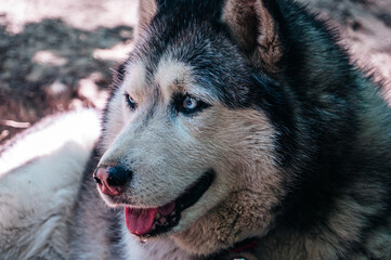 Beautiful Husky dog ​​on the background of the street
