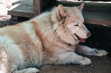 Obraz premium Beautiful Husky dog ​​on the background of the street